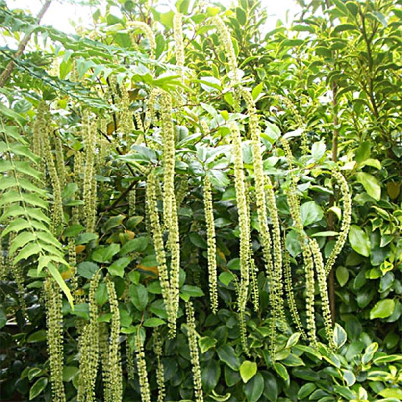 Itea ilicifolia (Plant habit)