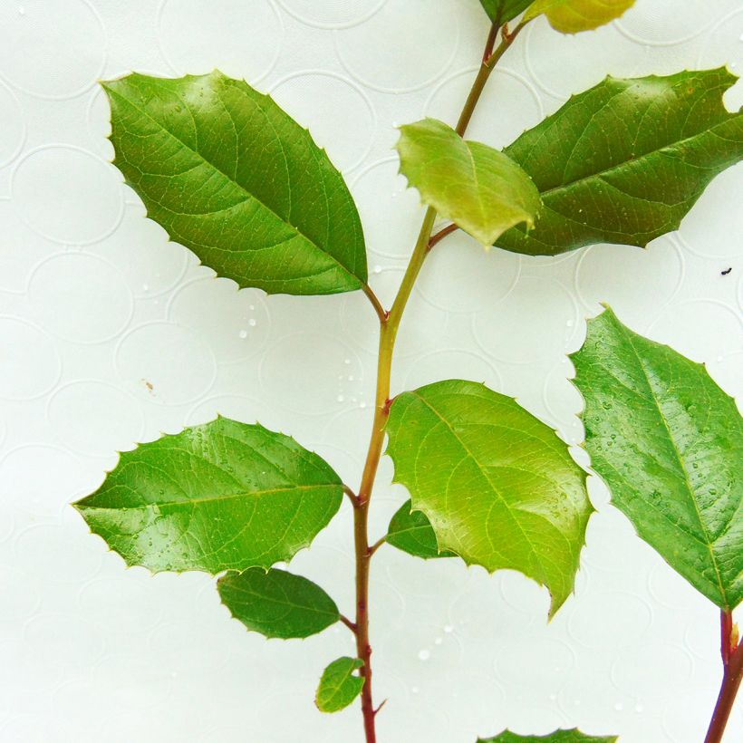 Itea ilicifolia (Foliage)