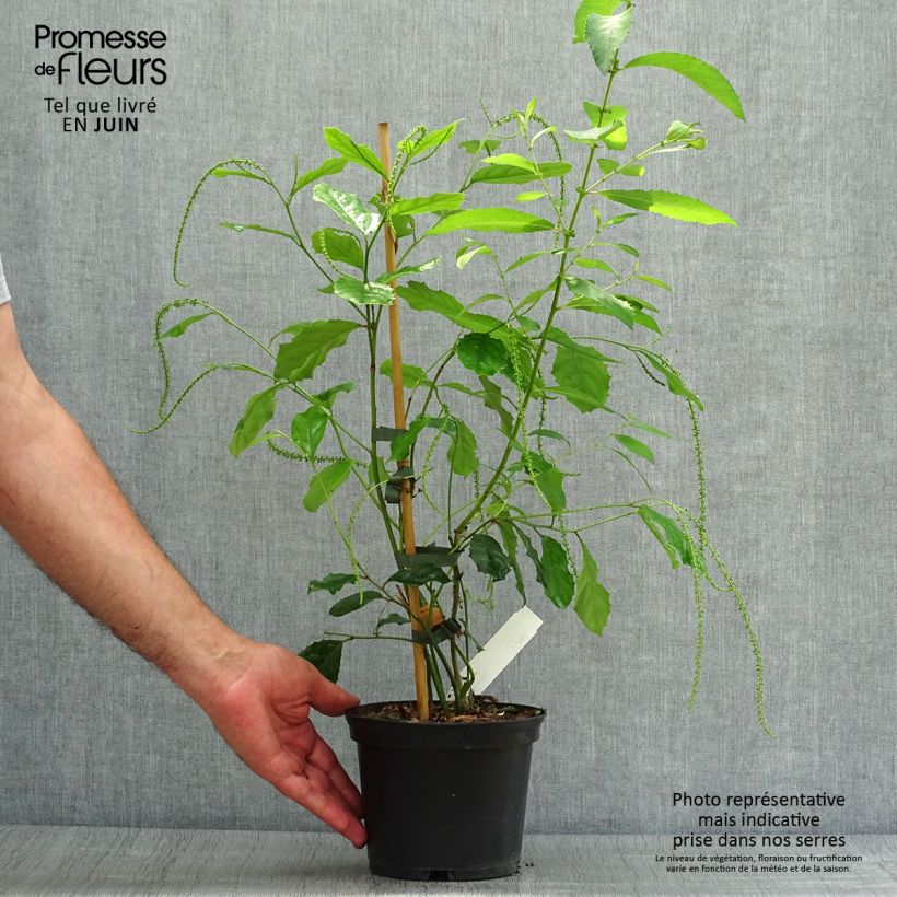 Itea ilicifolia 2L/3L pot sample as delivered in summer