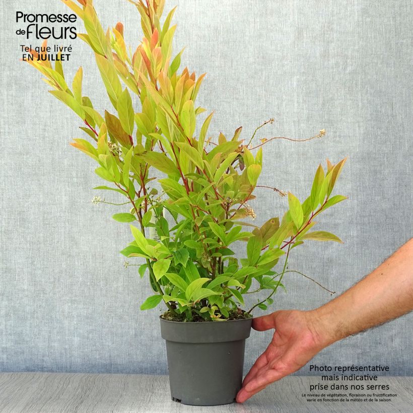 Itea virginica Henrys Garnet 2L/3L pot sample as delivered in summer