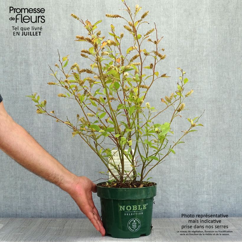 Itea virginica Little Henry - Itéa de Virginie Pot de 3L/4L sample as delivered in summer
