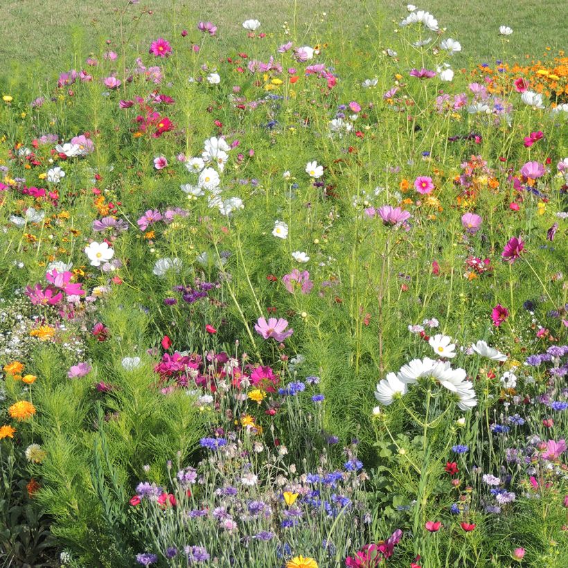 Mix of Flowers Colours of France (Plant habit)