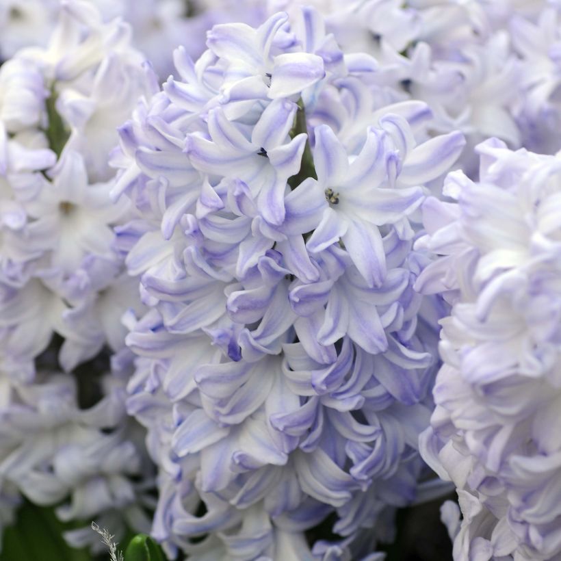 Hyacinthus Blue Eyes - Garden Hyacinth (Flowering)