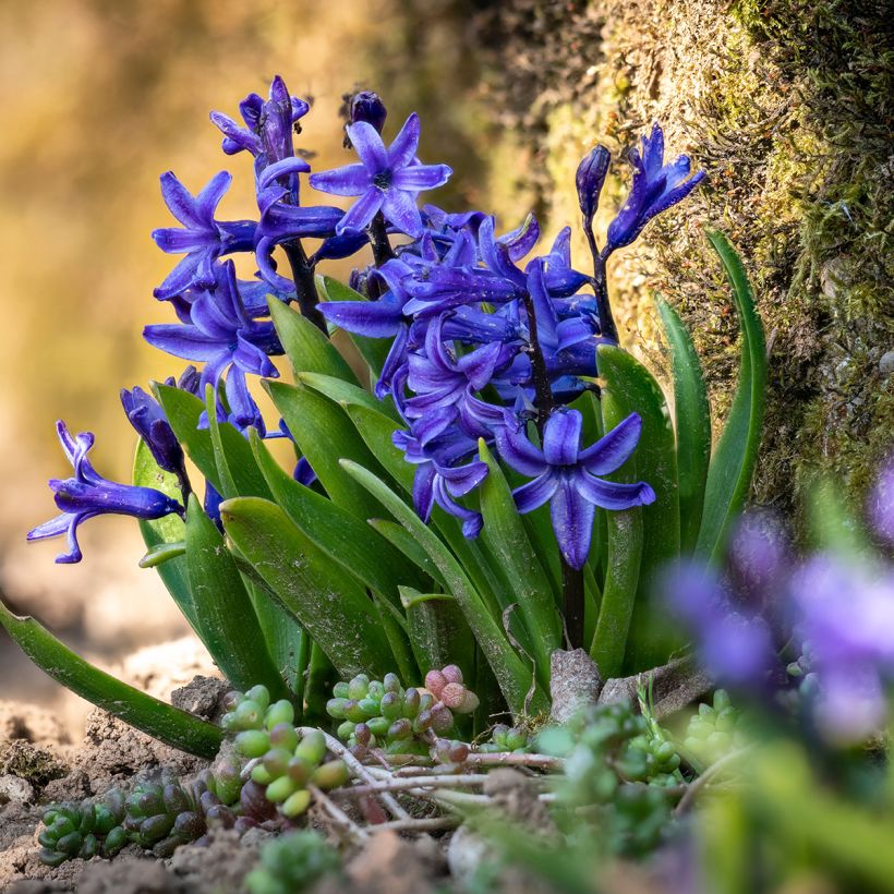 Hyacinthus Blue star - Garden Hyacinth (Plant habit)