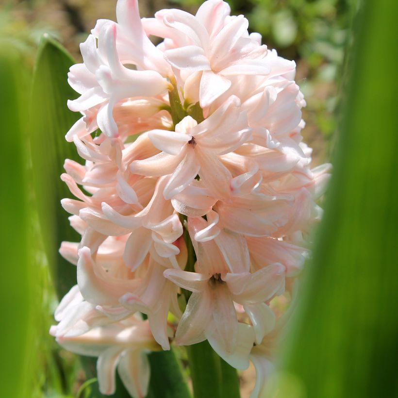 Hyacinthus x orientalis China Pink (Flowering)