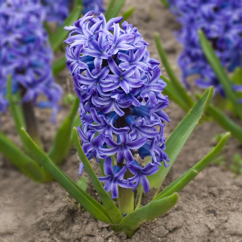 Hyacinthus x orientalis Delft Blue (Plant habit)