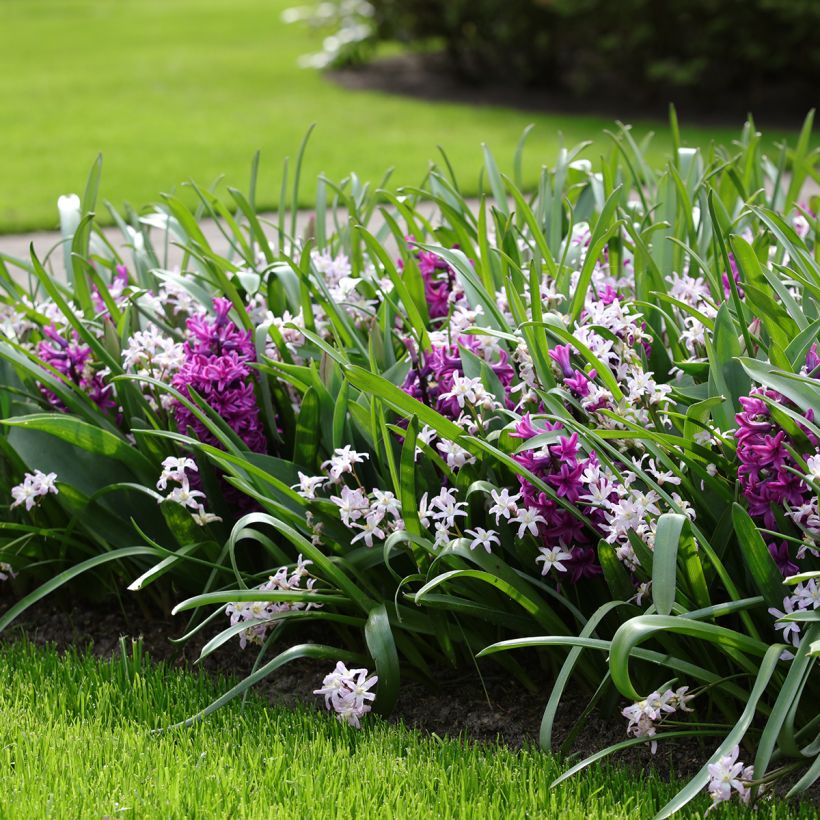 Hyacinthus Miss Saigon - Garden Hyacinth (Plant habit)