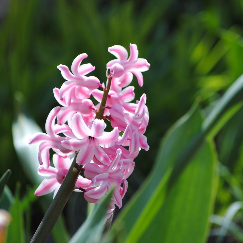 Hyacinthus x orientalis Pink Pearl (Flowering)
