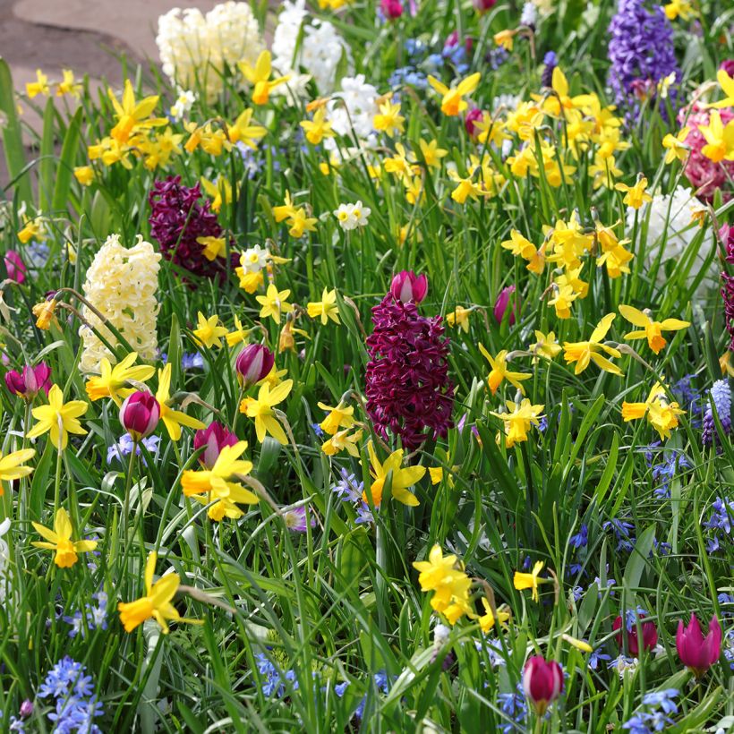 Hyacinthus Woodstock - Garden Hyacinth (Plant habit)