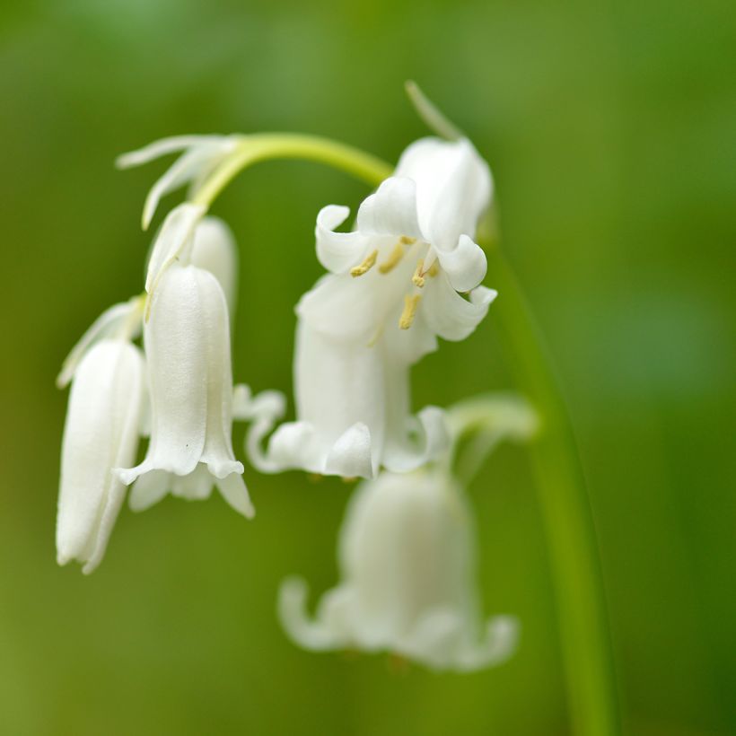Hyacinthoides hispanica Alba (Flowering)