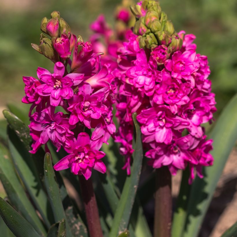 Hyacinthus x orientalis Red Diamond (Flowering)