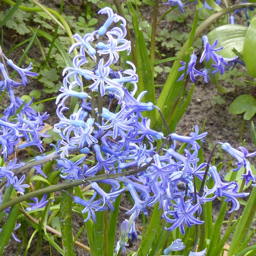 Hyacinthus x orientalis Multiflora Blue (Flowering)