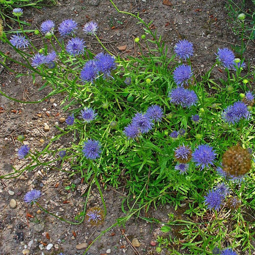 Jasione laevis Blaulicht (Plant habit)