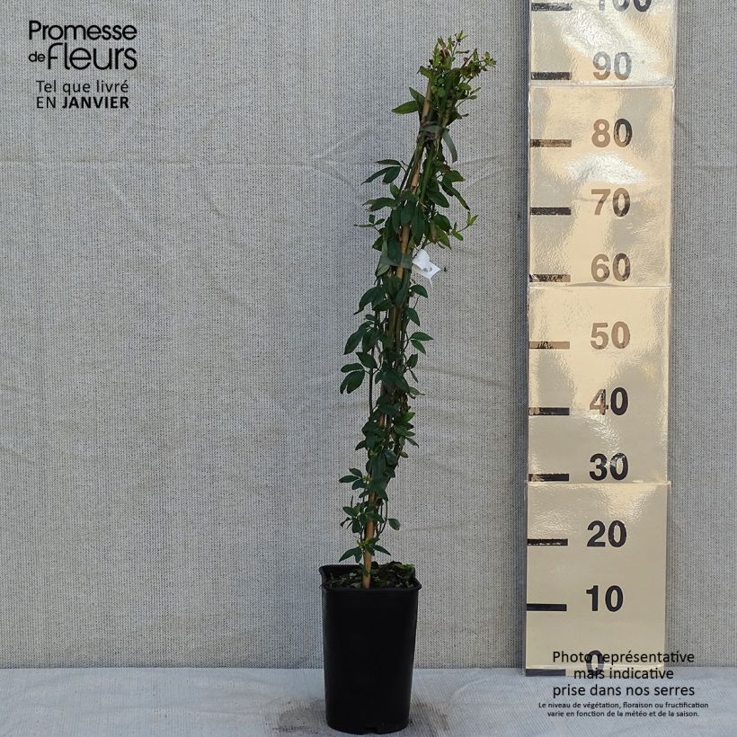 Jasmin - Jasminum humile Revolutum Pot de 3L/4L sample as delivered in winter