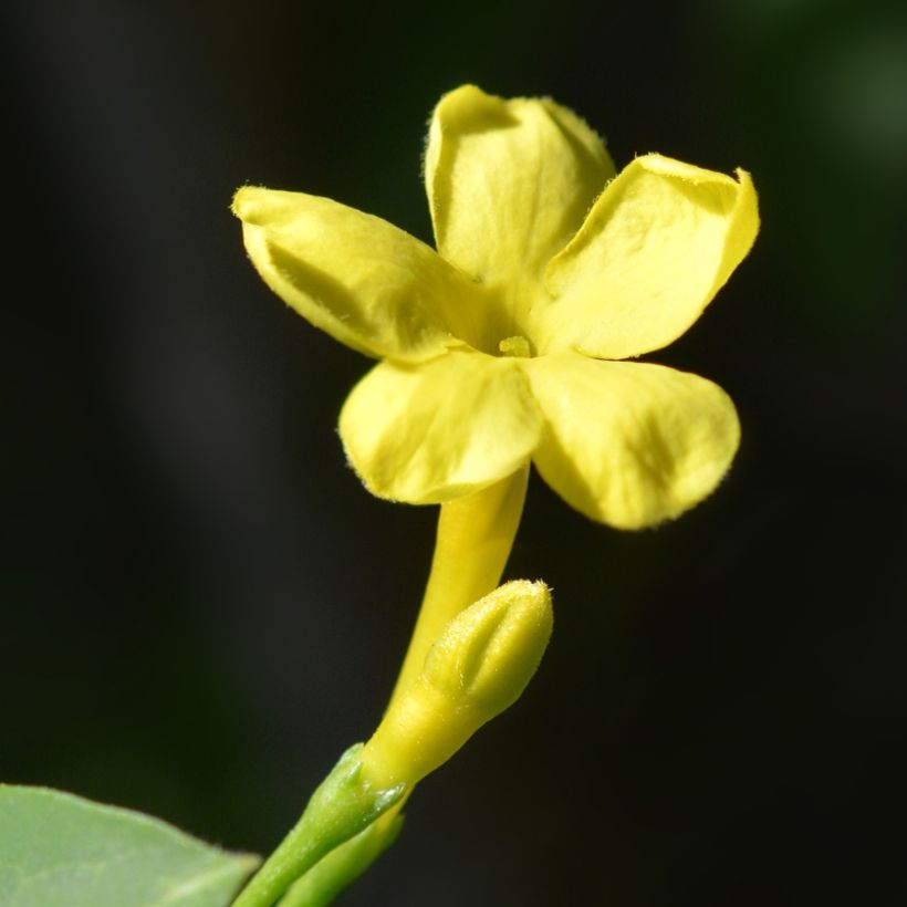 Jasminum humile Revolutum - Italian Jasmine (Flowering)