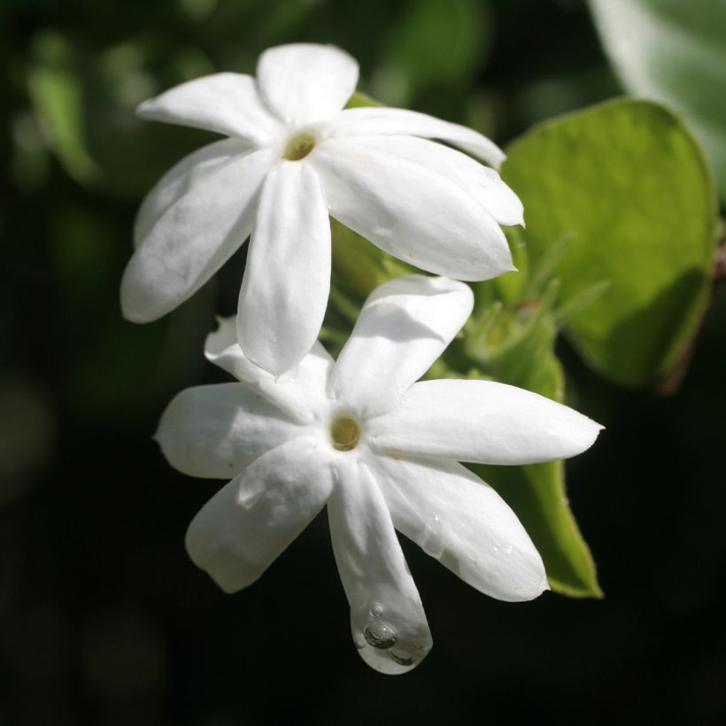 Jasminum officinalis Affinis - Common jasmine (Flowering)