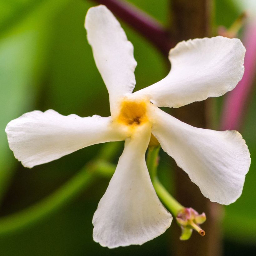 Trachelospermum jasminoides Waterwheel - Star Jasmine (Flowering)