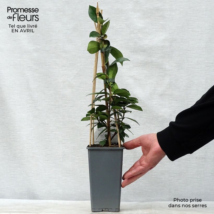 Trachelospermum jasminoides - Star Jasmine 2L/3L potShipped height around 60/70cm sample as delivered in spring