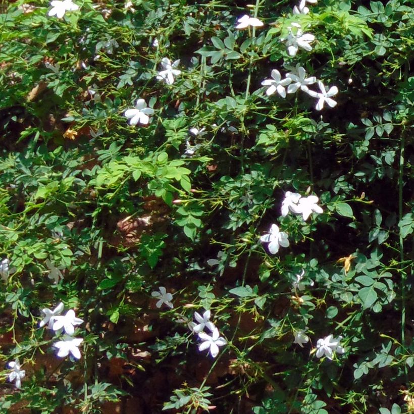 Jasminum azoricum - Lemon-Scented Jasmine (Foliage)