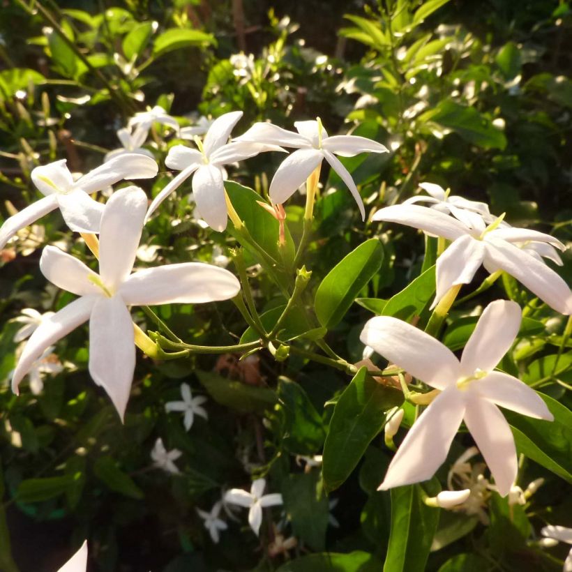 Jasminum azoricum - Lemon-Scented Jasmine (Flowering)