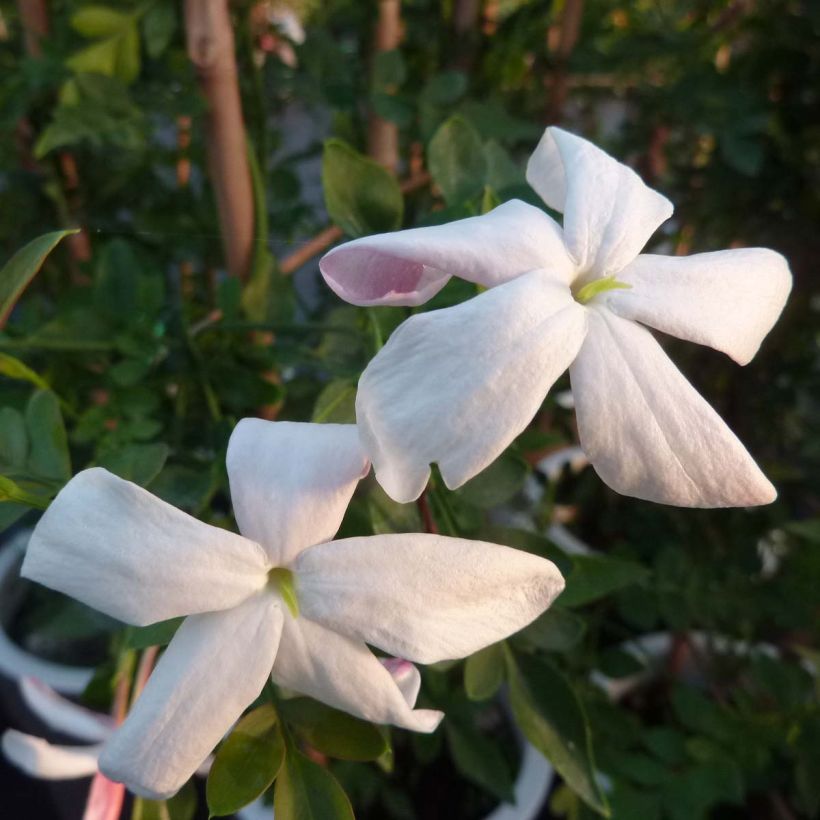 Jasminum grandiflorum - Spanish jasmine (Flowering)