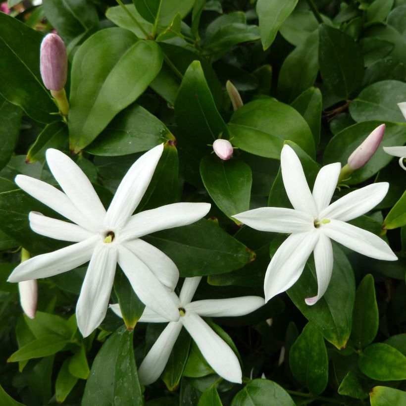 Jasminum multipartitum - Starry Wild Jasmine (Flowering)