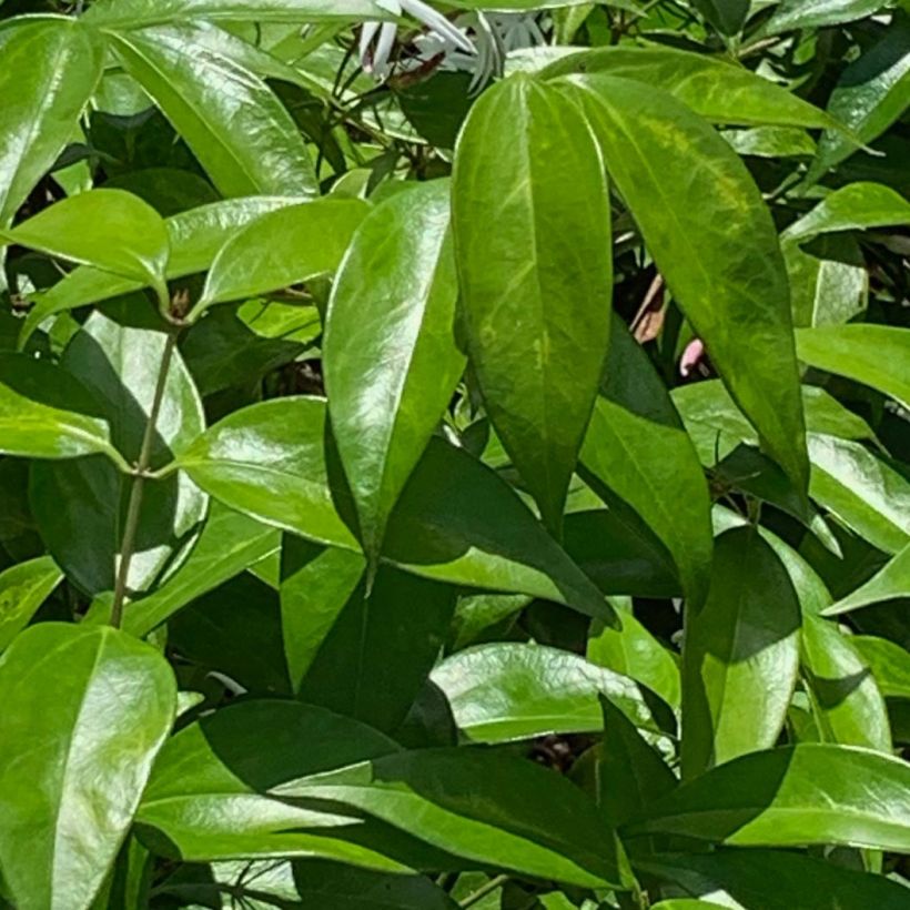 Jasminum laurifolium var. nitidum - Angel-wing Jasmine (Foliage)