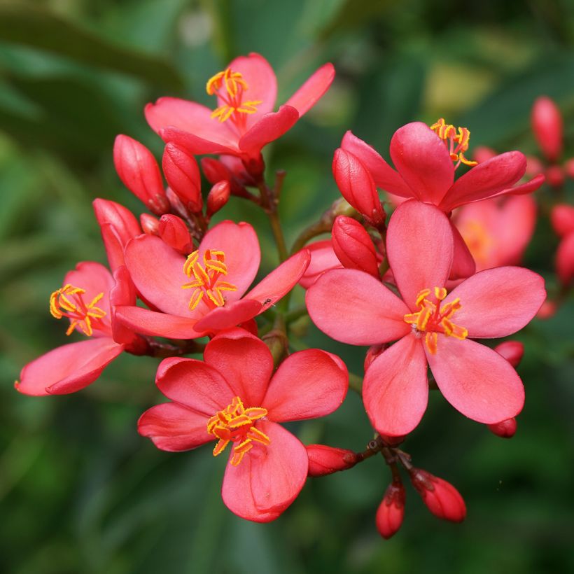 Jatropha integerrima (Flowering)