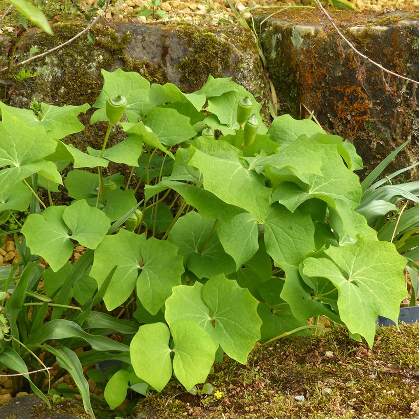 Jeffersonia diphylla (Plant habit)