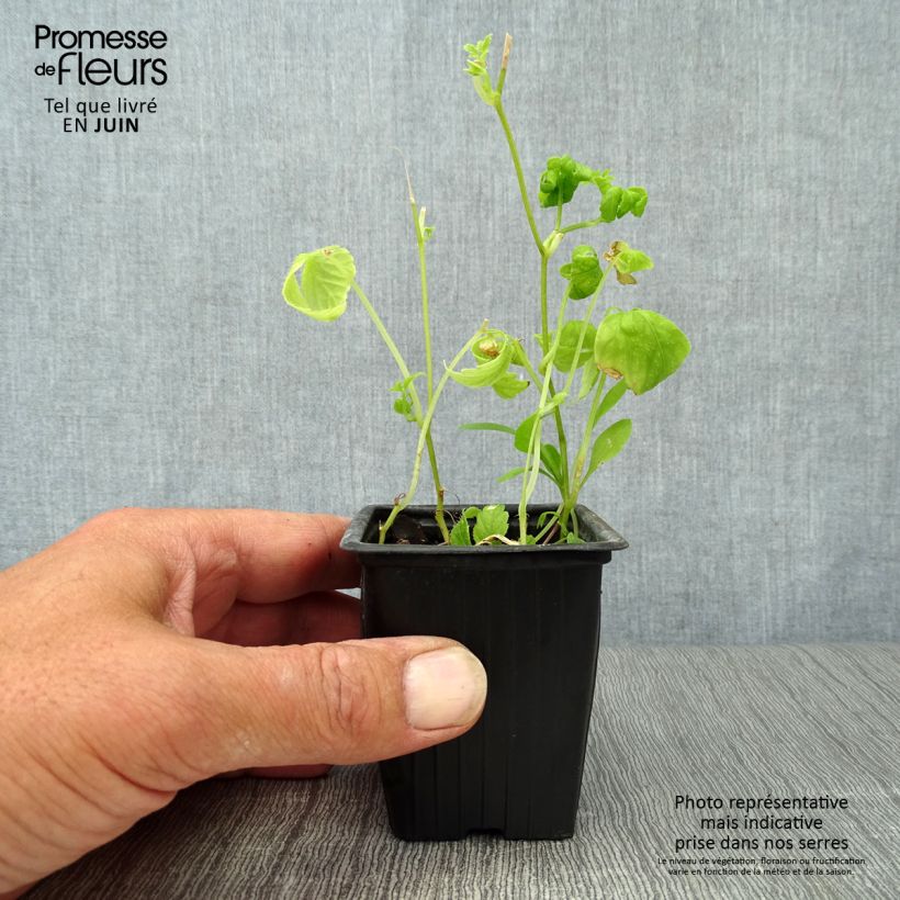 Organic Jiaogulan - Gynostemma pentaphyllum 7/8 cm pot sample as delivered in summer