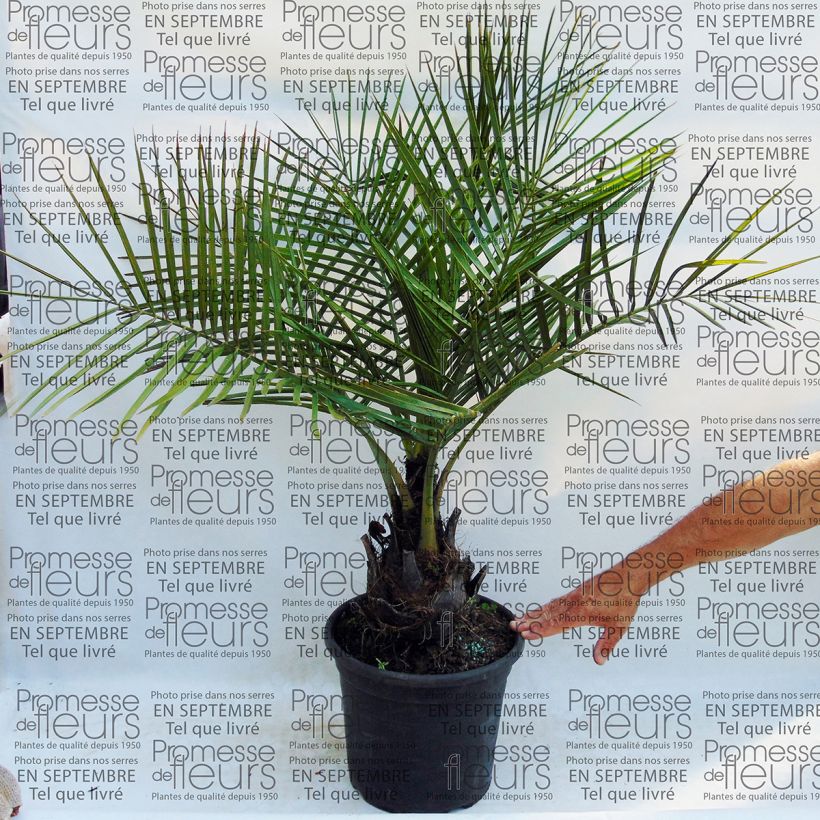 Example of Jubaea chilensis - Chilean Wine Palm specimen as delivered