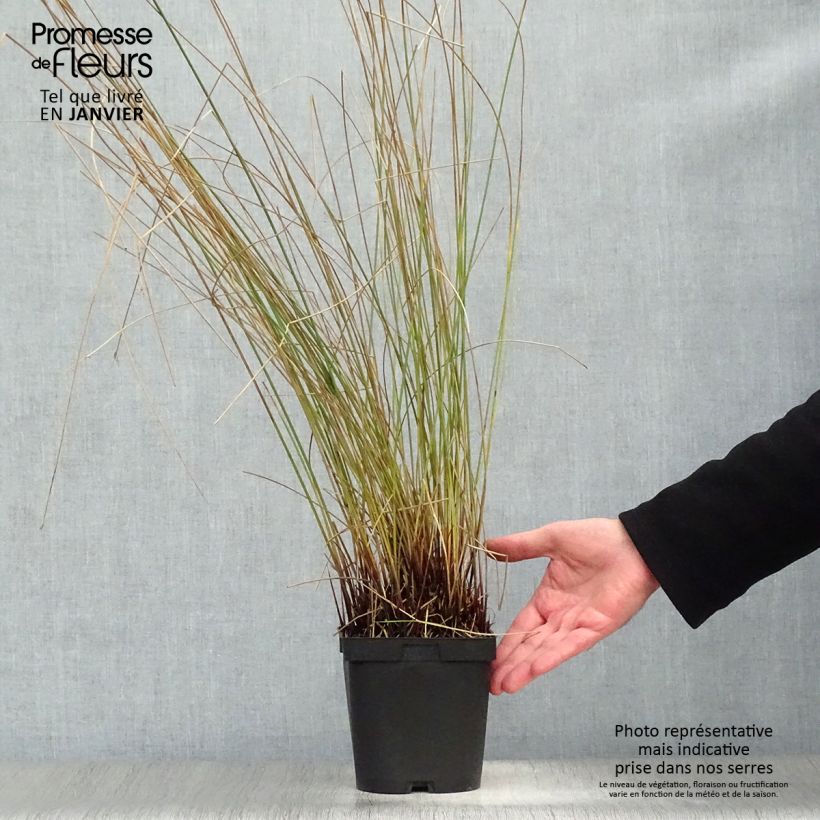 Juncus inflexus - Jonc des jardiniers en pot de 2/3 litres sample as delivered in winter