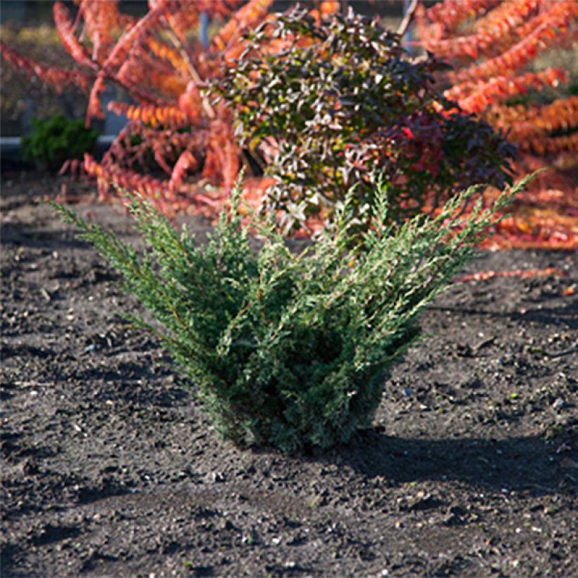 Juniperus Blaauw (Plant habit)