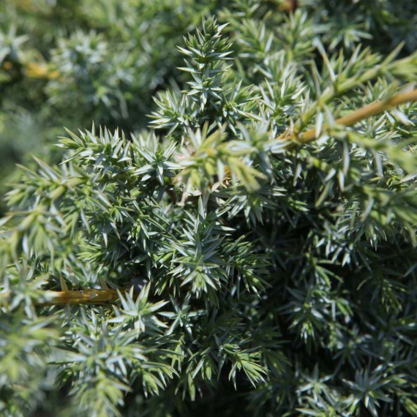 Juniperus chinensis Blue Alps (Foliage)