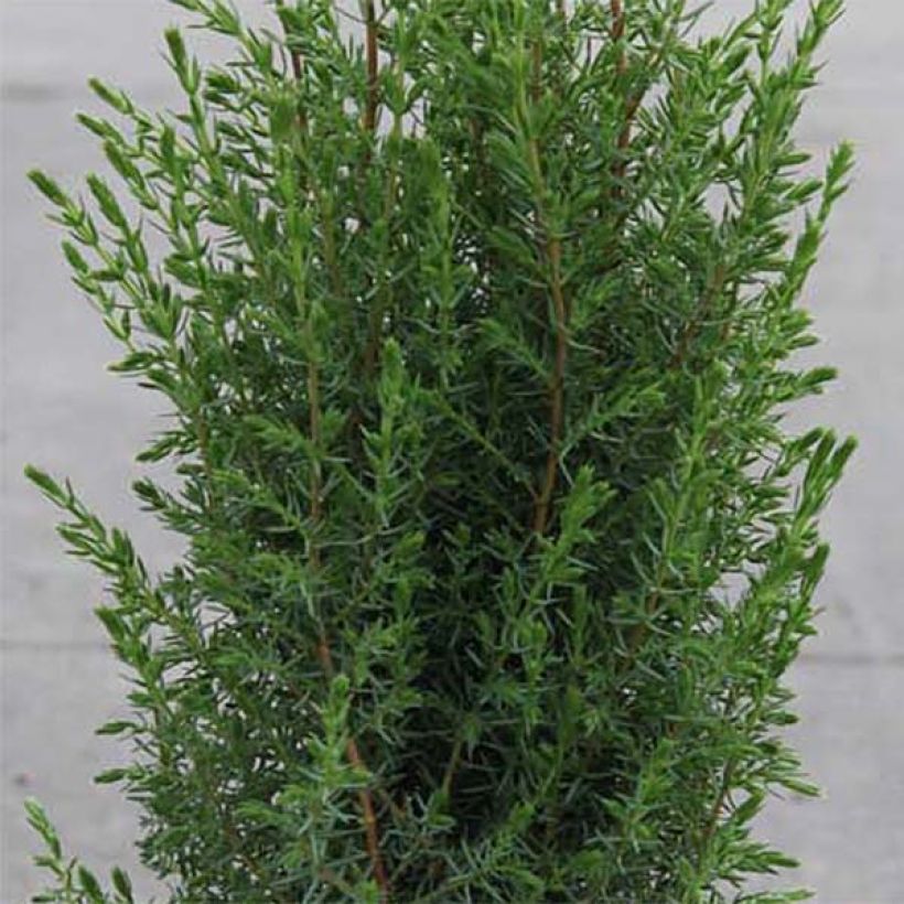 Juniperus communis Arnold (Foliage)