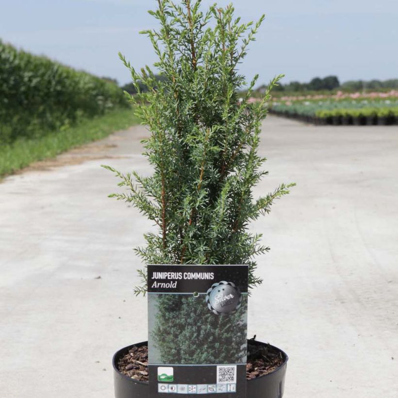Juniperus communis Arnold (Plant habit)