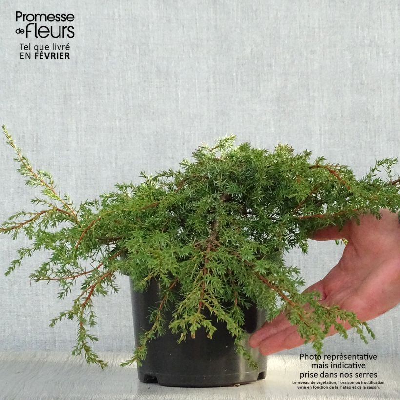 Juniperus communis Hornibrookii - Genévrier commun                Pot de 2L/3L sample as delivered in winter