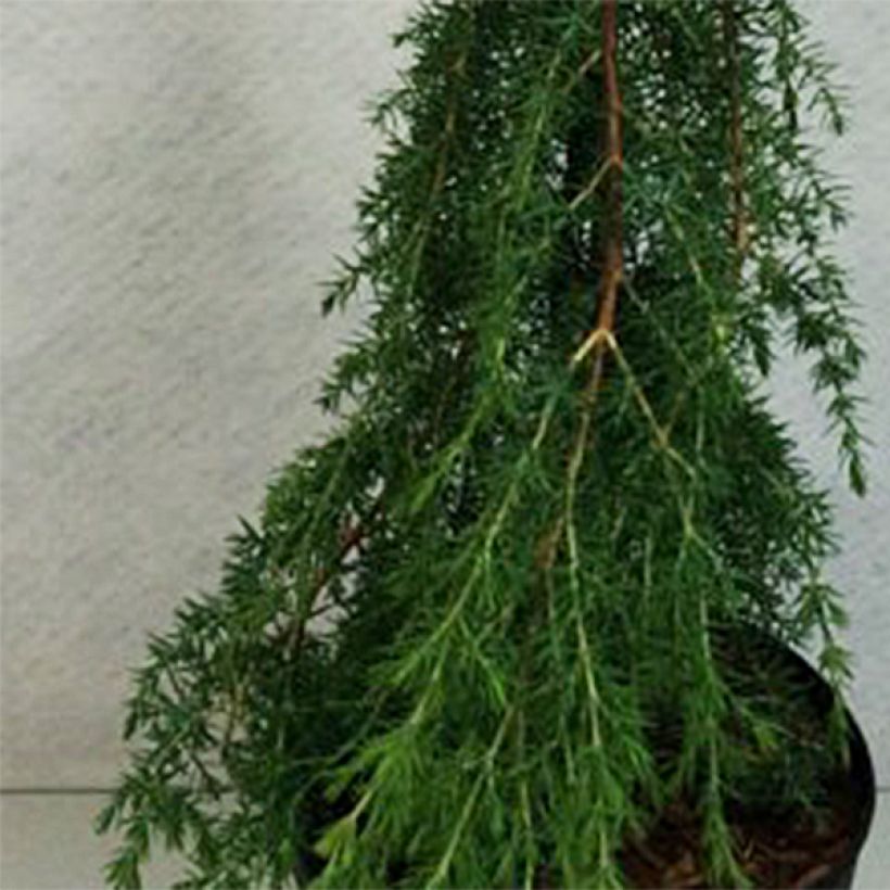 Juniperus communis Horstmann (Foliage)