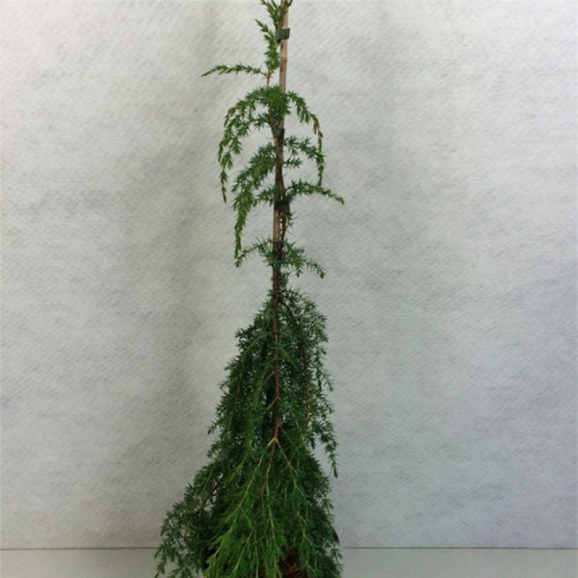 Juniperus communis Horstmann (Plant habit)