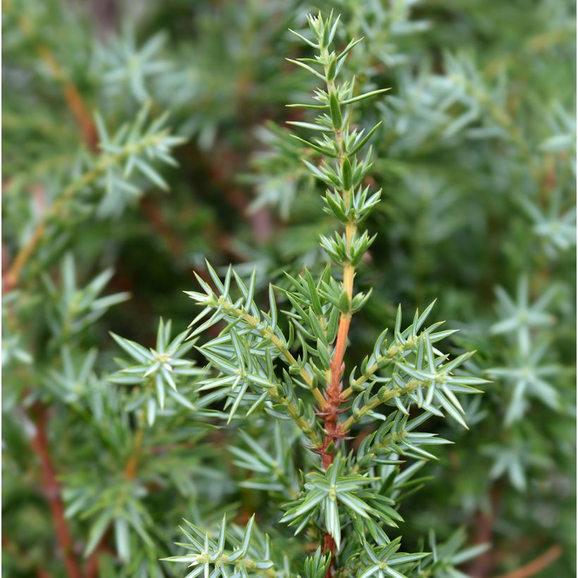 Juniperus communis Suecica (Foliage)