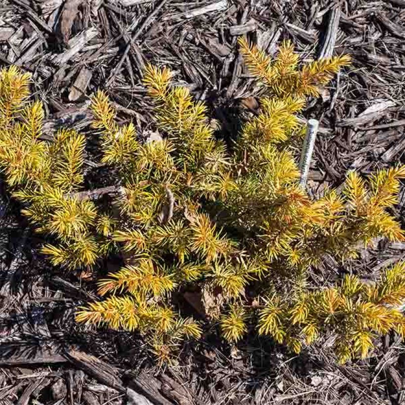 Shore Juniper - Juniperus conferta All Gold (Plant habit)