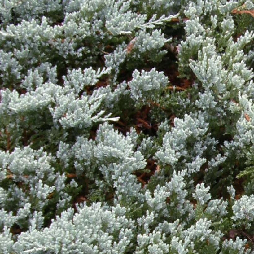Juniperus horizontalis Blue Chip (Foliage)