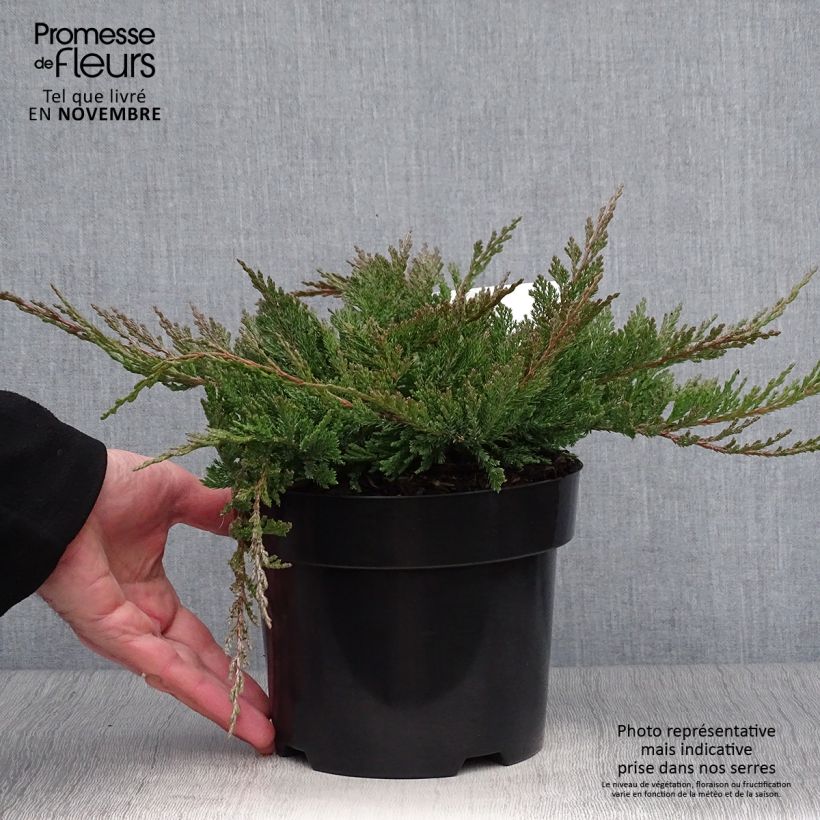 Juniperus horizontalis Blue Chip - Genévrier rampant en pot de 2L/3L sample as delivered in autumn