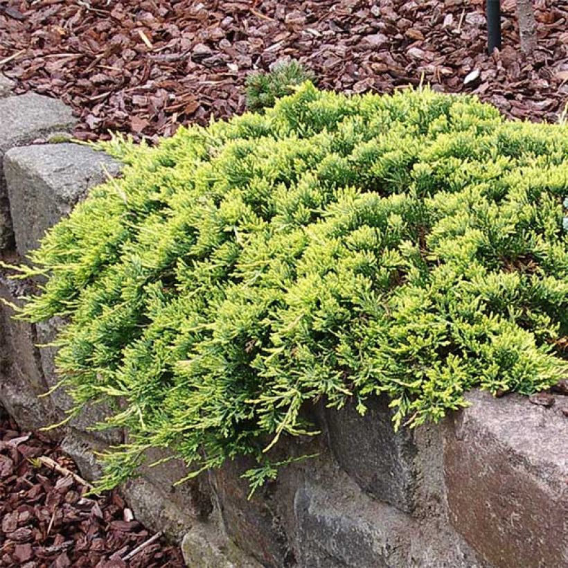 Juniperus horizontalis Golden Carpet (Plant habit)