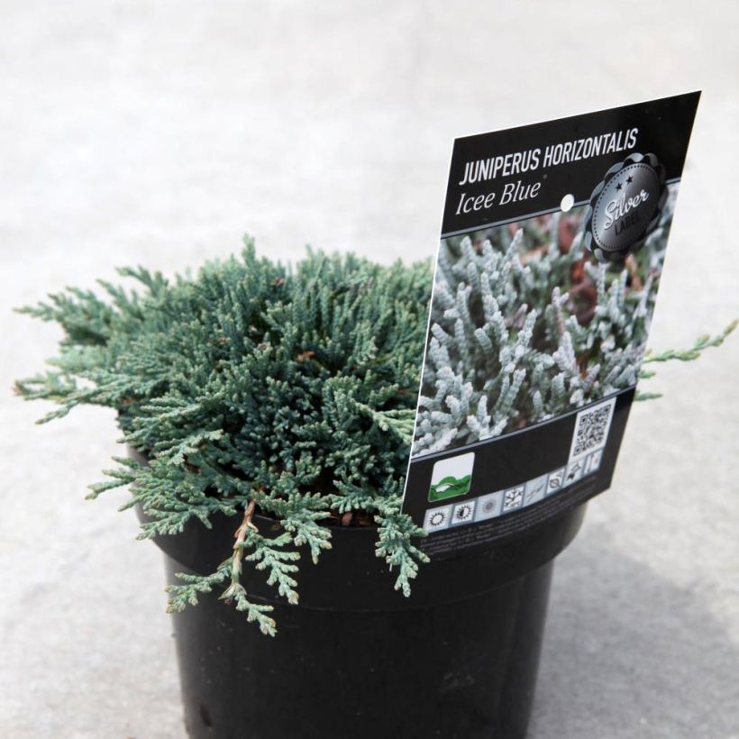 Juniperus horizontalis Icee Blue (Plant habit)