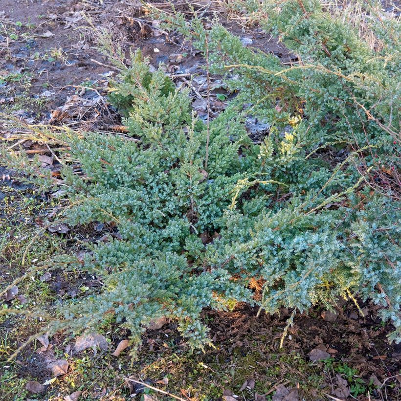 Juniperus horizontalis Jade River (Plant habit)