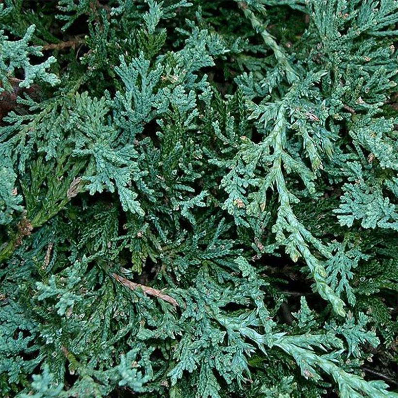 Juniperus horizontalis Wiltonii (Foliage)