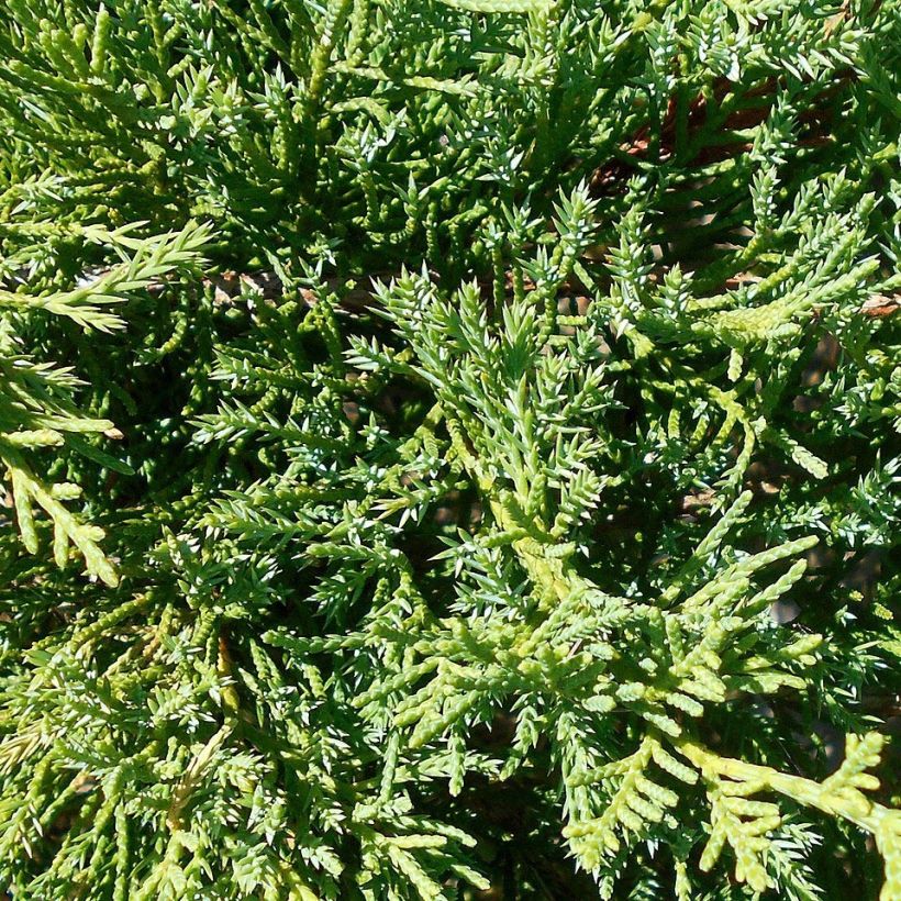 Juniperus pfitzeriana Compacta (Foliage)
