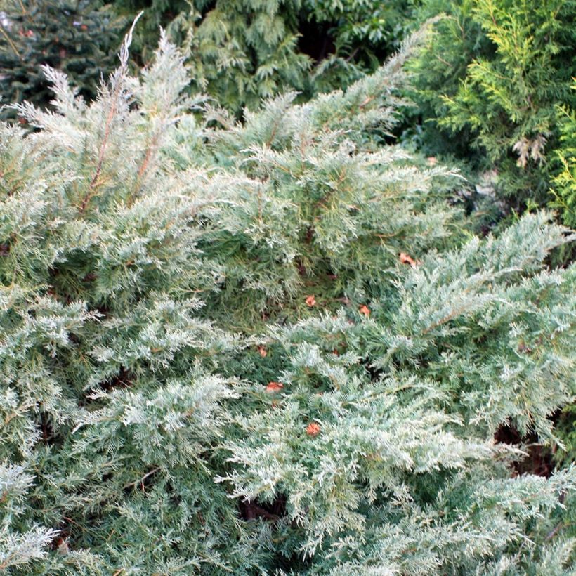 Juniperus Pfitzeriana Glauca (Plant habit)