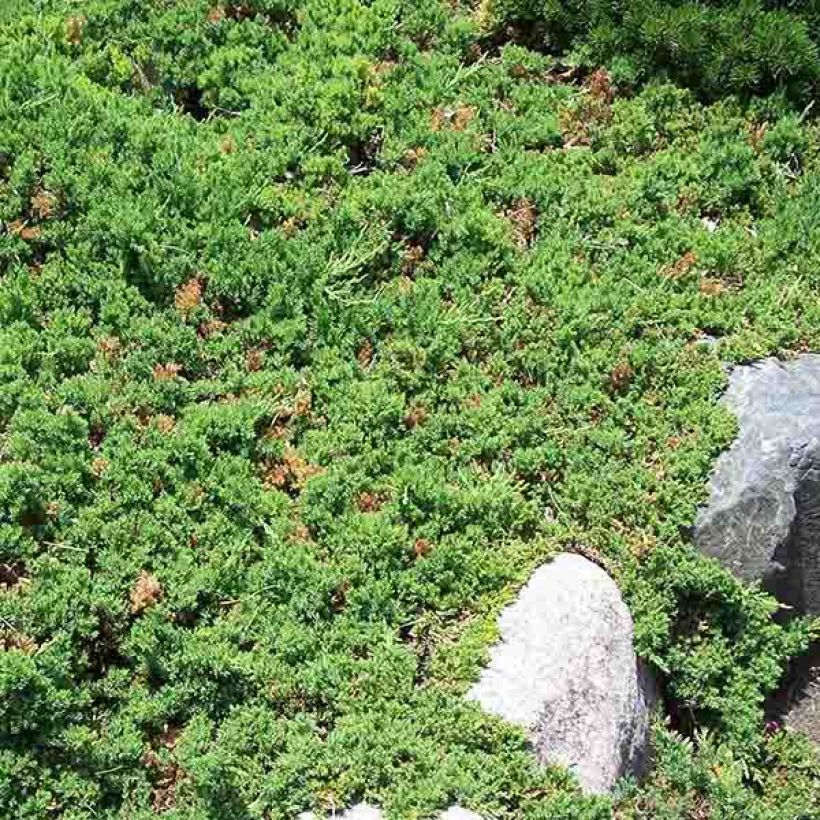 Juniperus procumbens Nana (Plant habit)